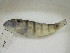  (Amblygobius albimaculatus - TZW-791)  @13 [ ] CreativeCommons - Attribution Non-Commercial Share-Alike (2013) SAIAB SAIAB