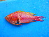  ( - Smith 166.8 #2)  @11 [ ] CreativeCommons - Attribution Non-Commercial Share-Alike (2014) SAIAB SAIAB