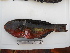  (Calotomus carolinus - Smith 221.1 #4)  @14 [ ] CreativeCommons - Attribution Non-Commercial Share-Alike (2014) SAIAB SAIAB