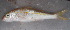  ( - Smith 196.1 #2)  @11 [ ] CreativeCommons - Attribution Non-Commercial Share-Alike (2014) SAIAB SAIAB