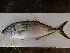  ( - Smith 210.37 #3)  @11 [ ] CreativeCommons - Attribution Non-Commercial Share-Alike (2014) SAIAB SAIAB