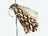  ( - BIOUG80722-E06)  @11 [ ] CreativeCommons - Attribution (2022) CBG Photography Group Centre for Biodiversity Genomics