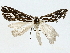  ( - BIOUG91290-C04)  @11 [ ] CreativeCommons - Attribution (2022) CBG Photography Group Centre for Biodiversity Genomics