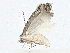 ( - CBG-A00263-B07)  @11 [ ] CreativeCommons - Attribution (2023) CBG Photography Group Centre for Biodiversity Genomics