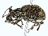  ( - BIOUG73639-F06)  @11 [ ] CreativeCommons - Attribution (2022) CBG Photography Group Centre for Biodiversity Genomics