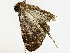  ( - BIOUG73639-H03)  @11 [ ] CreativeCommons - Attribution (2022) CBG Photography Group Centre for Biodiversity Genomics