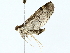  ( - BIOUG80113-A10)  @11 [ ] CreativeCommons - Attribution (2022) CBG Photography Group Centre for Biodiversity Genomics
