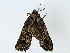  ( - BIOUG91290-C11)  @11 [ ] CreativeCommons - Attribution (2022) CBG Photography Group Centre for Biodiversity Genomics