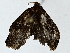  ( - BIOUG91290-C12)  @11 [ ] CreativeCommons - Attribution (2022) CBG Photography Group Centre for Biodiversity Genomics