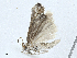  ( - CBG-A01199-B10)  @11 [ ] CreativeCommons - Attribution (2023) CBG Photography Group Centre for Biodiversity Genomics