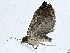  ( - CBG-A01199-E07)  @11 [ ] CreativeCommons - Attribution (2023) CBG Photography Group Centre for Biodiversity Genomics