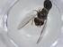  (Paragus gracilis - CBG-A01965-G03)  @11 [ ] CreativeCommons - Attribution (2023) Centre for Biodiversity Genomics Centre for Biodiversity Genomics