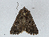  ( - CBG-A04506-G12)  @11 [ ] CreativeCommons - Attribution (2023) CBG Photography Group Centre for Biodiversity Genomics