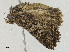  ( - CBG-A04506-H01)  @11 [ ] CreativeCommons - Attribution (2023) CBG Photography Group Centre for Biodiversity Genomics
