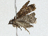 ( - CBG-A04506-H05)  @11 [ ] CreativeCommons - Attribution (2023) CBG Photography Group Centre for Biodiversity Genomics