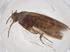  (Scythris cooperi - CBG-A02600-C05)  @11 [ ] CreativeCommons - Attribution (2023) Centre for Biodiversity Genomics Centre for Biodiversity Genomics