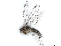  ( - BIOUG80722-H09)  @11 [ ] CreativeCommons - Attribution (2022) CBG Photography Group Centre for Biodiversity Genomics