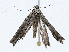  ( - CBG-A01204-D10)  @11 [ ] CreativeCommons - Attribution (2023) CBG Photography Group Centre for Biodiversity Genomics