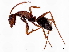  ( - CBG-A02838-H01)  @11 [ ] CreativeCommons - Attribution (2023) CBG Photography Group Centre for Biodiversity Genomics