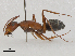  ( - CBG-A04440-A02)  @11 [ ] CreativeCommons - Attribution (2023) CBG Photography Group Centre for Biodiversity Genomics