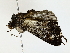  ( - BIOUG73635-H03)  @11 [ ] CreativeCommons - Attribution (2022) CBG Photography Group Centre for Biodiversity Genomics
