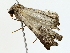  ( - BIOUG73636-A02)  @11 [ ] CreativeCommons - Attribution (2022) CBG Photography Group Centre for Biodiversity Genomics