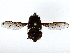  ( - BIOUG85487-G11)  @11 [ ] CreativeCommons - Attribution (2022) CBG Photography Group Centre for Biodiversity Genomics