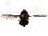 ( - BIOUG85487-H07)  @11 [ ] CreativeCommons - Attribution (2022) CBG Photography Group Centre for Biodiversity Genomics