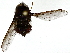  ( - BIOUG85487-H08)  @11 [ ] CreativeCommons - Attribution (2022) CBG Photography Group Centre for Biodiversity Genomics