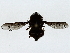  ( - BIOUG85488-D06)  @11 [ ] CreativeCommons - Attribution (2022) CBG Photography Group Centre for Biodiversity Genomics