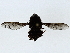  ( - BIOUG85488-D09)  @11 [ ] CreativeCommons - Attribution (2022) CBG Photography Group Centre for Biodiversity Genomics