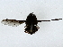  ( - BIOUG85488-D11)  @11 [ ] CreativeCommons - Attribution (2022) CBG Photography Group Centre for Biodiversity Genomics