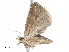  ( - CBG-A06242-H03)  @11 [ ] CreativeCommons - Attribution Share - Alike (2023) CBG Photography Group Centre for Biodiversity Genomics