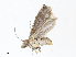  ( - CBG-A06243-C11)  @11 [ ] CreativeCommons - Attribution Share - Alike (2023) CBG Photography Group Centre for Biodiversity Genomics