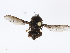  ( - CBG-A06243-F09)  @11 [ ] CreativeCommons - Attribution Share - Alike (2023) CBG Photography Group Centre for Biodiversity Genomics