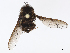  ( - CBG-A06243-F11)  @11 [ ] CreativeCommons - Attribution Share - Alike (2023) CBG Photography Group Centre for Biodiversity Genomics