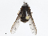  (Prosoeca - CBG-A06244-B05)  @11 [ ] CreativeCommons - Attribution Share - Alike (2023) CBG Photography Group Centre for Biodiversity Genomics