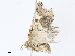  ( - CBG-A07088-C12)  @11 [ ] CreativeCommons - Attribution Share - Alike (2023) CBG Photography Group Centre for Biodiversity Genomics