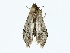  ( - BIOUG73634-C07)  @11 [ ] CreativeCommons - Attribution (2022) CBG Photography Group Centre for Biodiversity Genomics