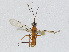  (Gerdius - CBG-A04454-A07)  @11 [ ] CreativeCommons - Attribution (2023) CBG Photography Group Centre for Biodiversity Genomics