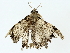  ( - BIOUG80126-A11)  @11 [ ] CreativeCommons - Attribution (2022) CBG Photography Group Centre for Biodiversity Genomics