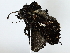  ( - BIOUG80113-F12)  @11 [ ] CreativeCommons - Attribution (2022) CBG Photography Group Centre for Biodiversity Genomics