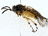  ( - BIOUG80139-B07)  @11 [ ] CreativeCommons - Attribution (2022) CBG Photography Group Centre for Biodiversity Genomics