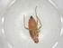  (Nesidiocoris volucer - CBG-A05757-E11)  @11 [ ] CreativeCommons - Attribution (2023) Centre for Biodiversity Genomics Centre for Biodiversity Genomics
