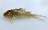  (Corydoras ellisae - MACNICT201323)  @11 [ ] Copyright (2014) E. Fernández MACN