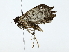  ( - BIOUG77748-F08)  @11 [ ] CreativeCommons - Attribution (2022) CBG Photography Group Centre for Biodiversity Genomics