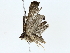  ( - BIOUG85239-B09)  @11 [ ] CreativeCommons - Attribution (2022) CBG Photography Group Centre for Biodiversity Genomics