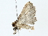  ( - BIOUG85239-B10)  @11 [ ] CreativeCommons - Attribution (2022) CBG Photography Group Centre for Biodiversity Genomics