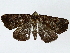  ( - BIOUG85497-D10)  @11 [ ] CreativeCommons - Attribution (2022) CBG Photography Group Centre for Biodiversity Genomics