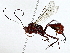  ( - BIOUG85497-F04)  @11 [ ] CreativeCommons - Attribution (2022) CBG Photography Group Centre for Biodiversity Genomics